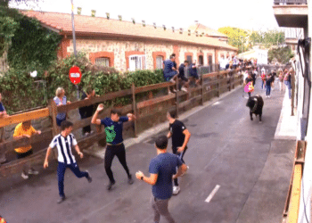 En vídeo, el tercer encierro de las fiestas de Moralzarzal (Madrid) con cuatro novillos y la posterior suelta de tres astados