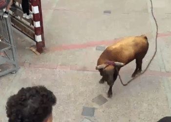 La Peña Lodosa por el Toro tras la trágica noticia: «Siempre formarás parte de nuestra peña, de nuestra historia y de nuestro recuerdo»