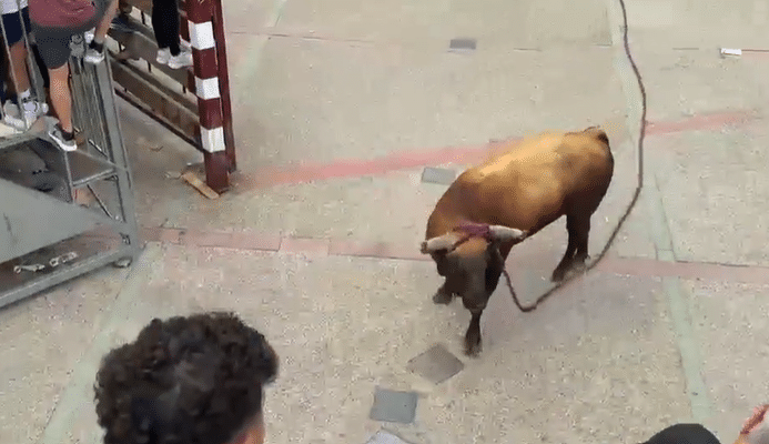La Peña Lodosa por el Toro tras la trágica noticia: «Siempre formarás parte de nuestra peña, de nuestra historia y de nuestro recuerdo»