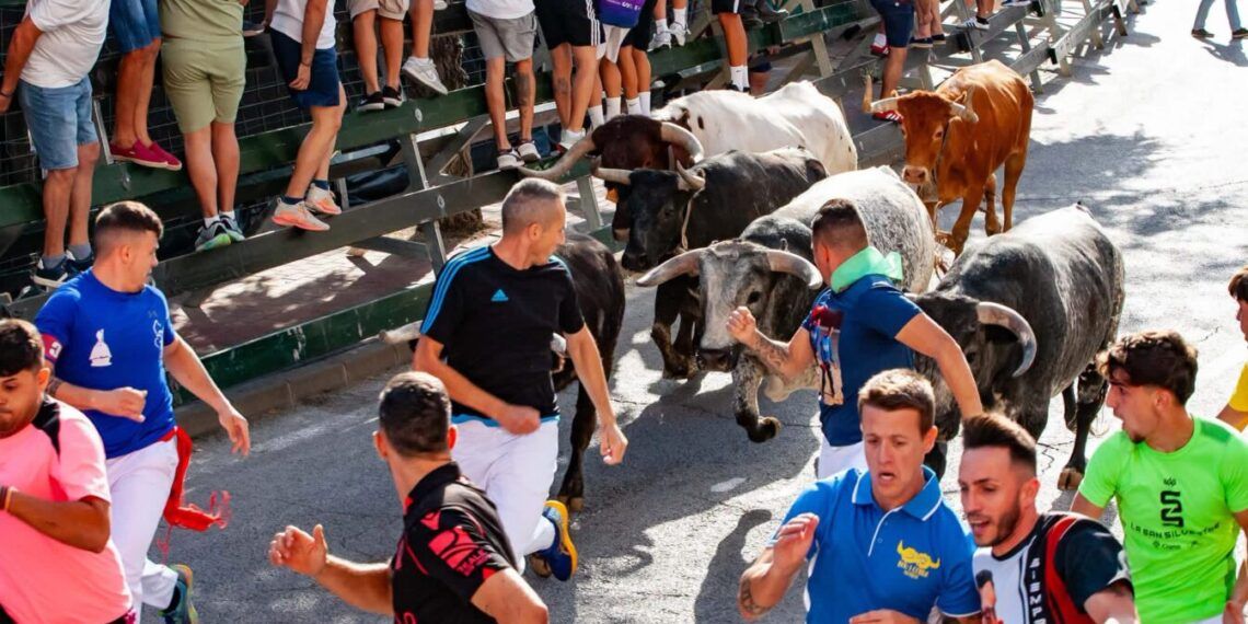 VÍDEO | Así ha sido el doble encierro con novillos de Miura y Fuente Ymbro en Calasparra