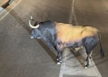 VÍDEO | El Toro de la Vega completa el tradicional desenjaule nocturno por las calles de Tordesillas