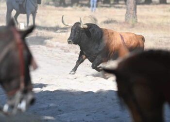 “Campanito”, el Toro de la Vega, deja un caballo corneado tras una larga suelta y un final lleno de peligro