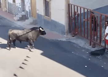Fallece la mujer de 91 años embestida por un toro que se escapó del recorrido en el encierro de Villarino de los Aires