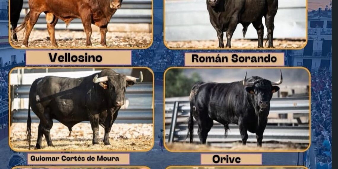 En imágenes, los toros de capea para mañana, sábado, en Arganda del Rey: correrán el primer encierro junto con los toros para el concurso de recortadores