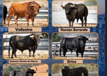 En imágenes, los toros de capea para mañana, sábado, en Arganda del Rey: correrán el primer encierro junto con los toros para el concurso de recortadores