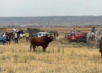 VÍDEO | Así fue el primer encierro y capea de las fiestas de Arganda del Rey con toros de distintas ganaderías
