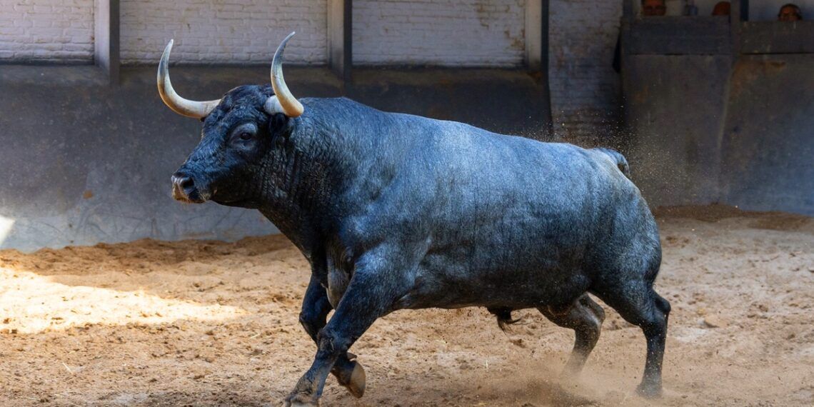 Veiga Teixeira y Partido de Resina, grandes alicientes ganaderos para el segundo desafío mañana en la plaza de toros de Las Ventas