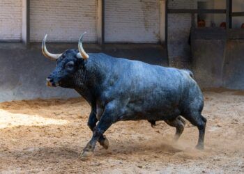 Veiga Teixeira y Partido de Resina, grandes alicientes ganaderos para el segundo desafío mañana en la plaza de toros de Las Ventas