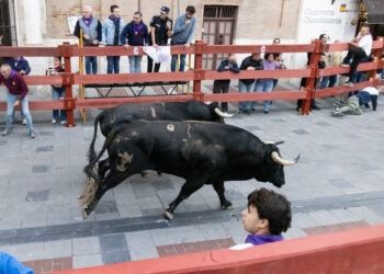 VÍDEO | Así ha sido el quinto y último encierro de las fiestas de Guadalajara con toros de Juan Pedro Domecq: dos heridos por traumatismos pero sin gravedad