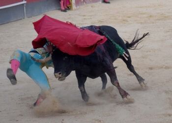 Grave cornada al novillero Jesús Romero en Calasparra: 30cm en el muslo derecho y pronóstico grave