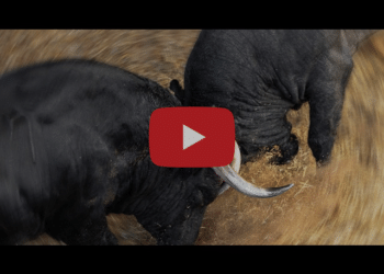 VÍDEO | Así ha sido el espectacular desembarque de los toros de distintas ganaderías para la corrida concurso de Las Ventas