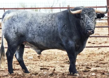 GALERÍA | Así es la corrida de Victorino Martín para la Feria de San Lucas en Jaén