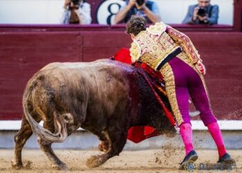 Una grave cornada trunca la encerrona del novillero Álvaro Serrano en Madrid