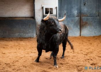 VÍDEO | Así es la corrida de Alcurrucén para el segundo festejo de la Feria de Otoño en Las Ventas