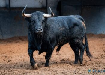 VÍDEO | Así es la corrida de Garcigrande y Núñez del Cuvillo para el Día de la Hispanidad en Las Ventas