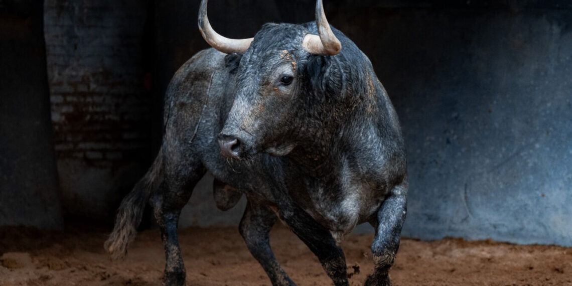VÍDEO | Así es la corrida de Victorino Martín para esta tarde en Las Ventas