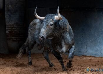 VÍDEO | Así es la corrida de Victorino Martín para esta tarde en Las Ventas