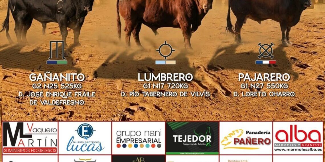 Todo preparado para la suelta de tres toros de cajón en Alba de Tormes (Salamanca)