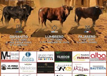 Todo preparado para la suelta de tres toros de cajón en Alba de Tormes (Salamanca)