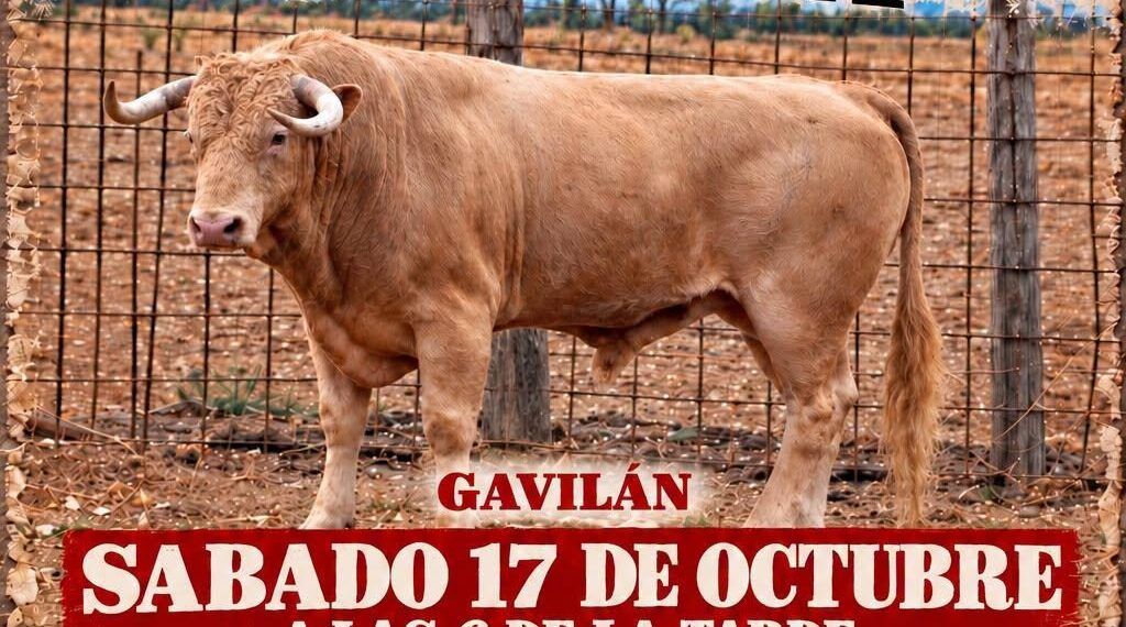 Santoña celebrará este sábado la suelta de su primer toro de cajón: reseñado un astado de Núñez del Cuvillo