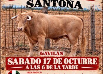 Santoña celebrará este sábado la suelta de su primer toro de cajón: reseñado un astado de Núñez del Cuvillo