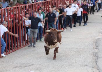 Rueda celebra con éxito el Toro de la Vendimia, con la suelta de dos astados y un gran ambiente en las calles