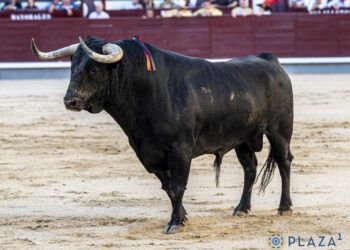 Estas son los dos ganaderías reseñadas para el Campeonato Goyesco de Recortadores de mañana en Zaragoza