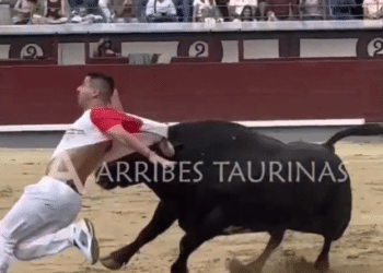 VÍDEO | Noel Ribera y un violento percance que quedó en un susto en la final del Campeonato de España en Las Ventas