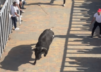 VÍDEO | En resumen, el segundo encierro urbano de las fiestas de Torres de la Alameda