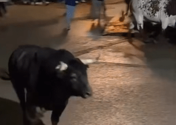 VÍDEO | Así fue el encierro nocturno celebrado anoche en Torres de la Alameda