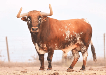 En vídeo, el espectacular toro de la ganadería de Peñajara para la Fira d’Onda 2026