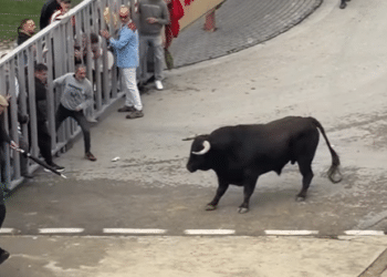 VÍDEO | Así fue el cuarto y último encierro urbano celebrado en Torres de la Alameda