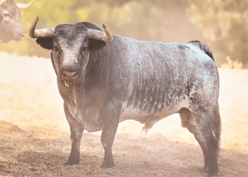 En vídeo, los seis toros de La Quinta para el encierro con toros cerriles en la Fira d’Onda 2026