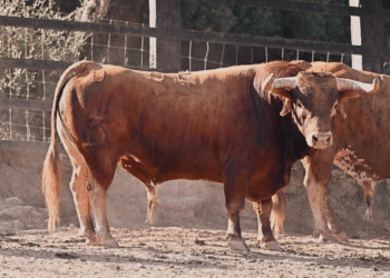 VÍDEO | Así es el encierro con toros cerriles de Santiago Domecq para la Fira d’Onda 2026