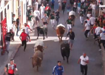 Un concejal resulta corneado y otro corredor herido en el encierro con toros cerriles en La Vall d’Uixó
