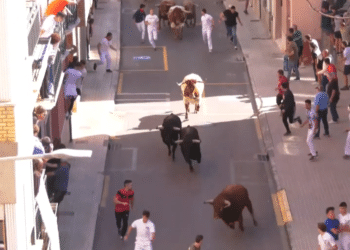 VÍDEO | Vibrante, emocionante y muy peligroso el encierro de Juan Pedro Domecq en La Vall d’Uixó: un toro se vuelve y genera momentos de mucha tensión