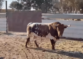 VÍDEO | Así son los dos toros reseñados para el Toro de la Vendimia hoy en Rueda