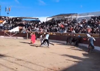 VÍDEO | Críticas a la actuación del director de lidia en el percance de «El Peque» en la capea de Villarejo de Salvanés
