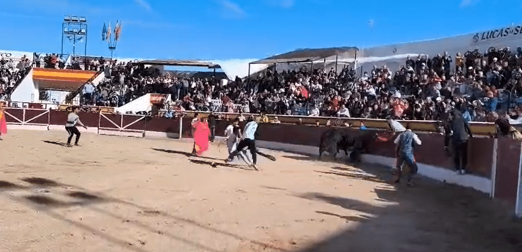 VÍDEO | Críticas a la actuación del director de lidia en el percance de «El Peque» en la capea de Villarejo de Salvanés