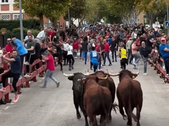 VÍDEO | Villanueva del Pardillo celebra el segundo encierro de sus fiestas, con la suelta del primer toro de cajón como novedad