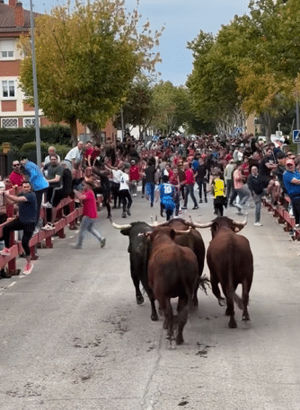 VÍDEO | Villanueva del Pardillo celebra el segundo encierro de sus fiestas, con la suelta del primer toro de cajón como novedad