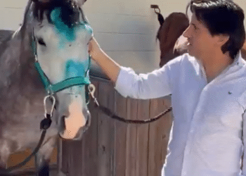 Esta es la última hora de los caballos de Diego Ventura tras el grave accidente del camión que los transportaba desde Zaragoza