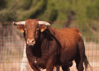 Cuenta atrás para el inicio de la temporada taurina: esta es la fecha para los encierros blancos 2027 en San Sebastián de los Reyes