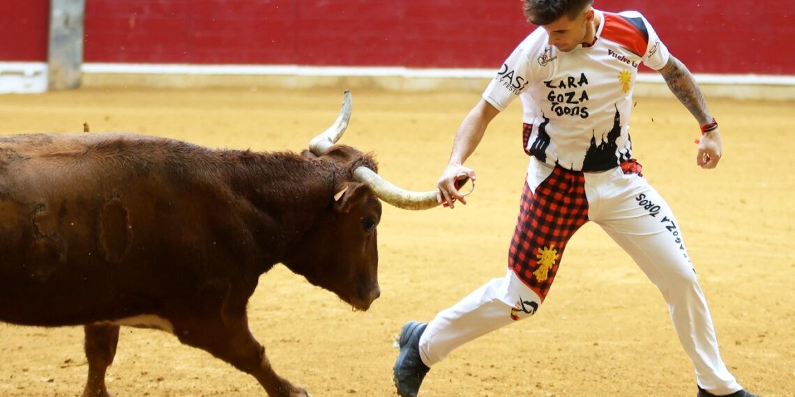 VÍDEO | Así ha sido la emocionante octava mañana vaquillera en Zaragoza con reses de Las Ventas y J.L. Cuartero