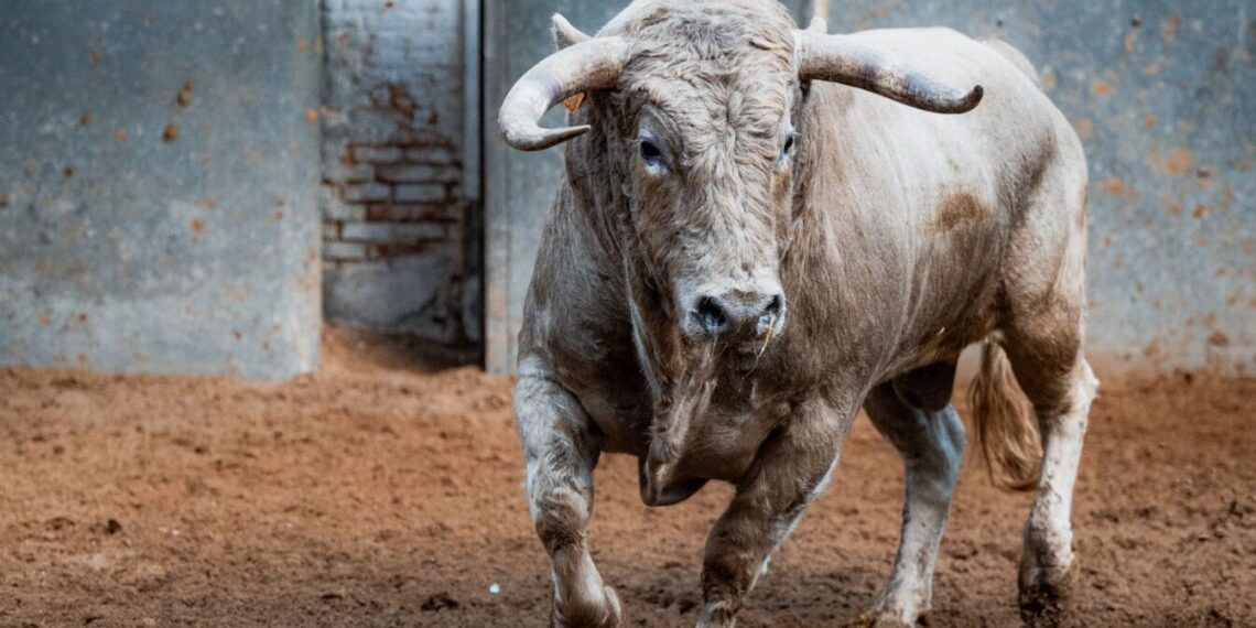 VÍDEO | Así es la novillada para la encerrona del novillero Álvaro Serrano en Las Ventas