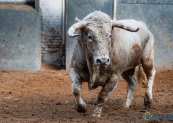 VÍDEO | Así es la novillada para la encerrona del novillero Álvaro Serrano en Las Ventas