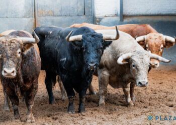 VÍDEO | Así es la novillada para la encerrona del novillero Álvaro Serrano en Las Ventas