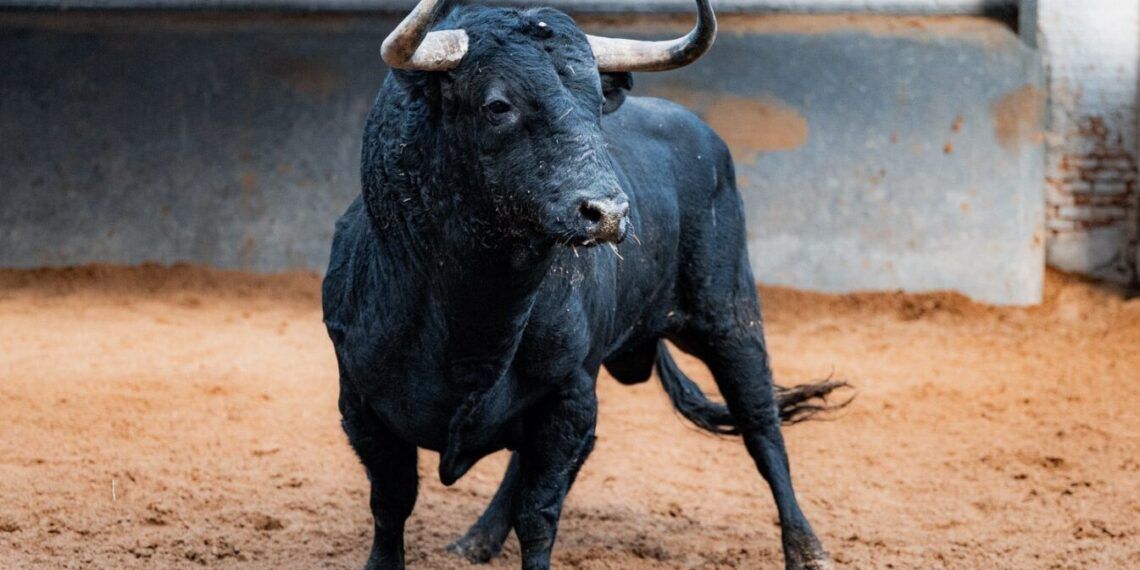 GALERÍA | En imágenes, los toros de Núñez del Cuvillo y Garcigrande para la vuelta de Morante a Madrid
