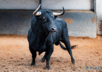 GALERÍA | En imágenes, los toros de Núñez del Cuvillo y Garcigrande para la vuelta de Morante a Madrid
