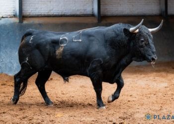 VÍDEO | Así es la novillada de El Retamar para el arranque de la Feria de Otoño en Las Ventas